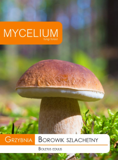 Huba huby Boletus Noble, zlodeji