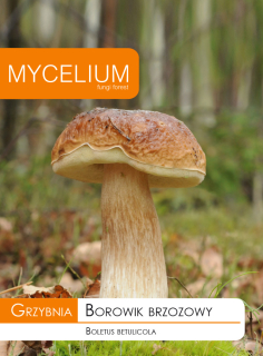 Huby lesné huby boletus Boletus