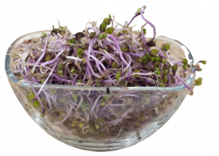 Red Kale - semená pre 500 g klíčkov