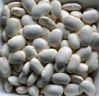 Trpaslík Hansel Biele fazule priemerne 5 kg