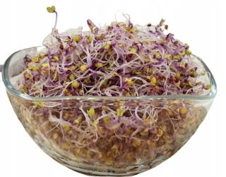 RED KALAREPA - semiačka pre klíčky 500g