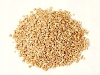 Bio Barley GROATS (surovina) (25 kg) 8 HORECA