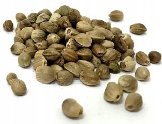 KONOPNÉ ZRNO V HUSKU 5 kg
