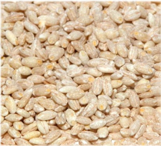 Barley Grufts Thick Tag 25 kg