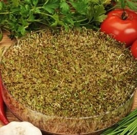Lucerne ALFALFA semená na klíčkoch 1000g