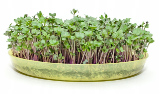 Micogreens Seed Skrops Red 1000g
