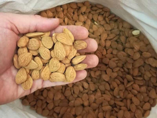 Orechy - Prírodné mandlí Španielske 1kg Domov Pivo