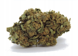 Mango Cheese 10g / 7% CBD
