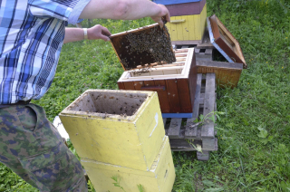 Linden Honey 1000 g Súdne lúky