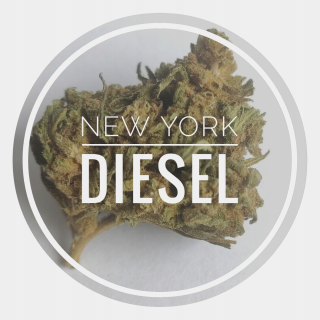 CBD - "NYC Diesel" CBD 16% konope sucho 3g