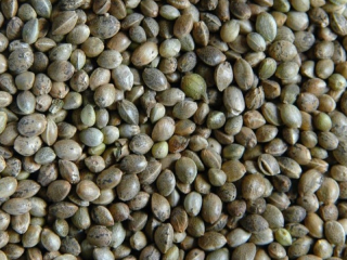 Semená 1kg Warmińska Manufaktura