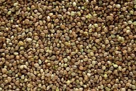 Semená Konopii 5kg