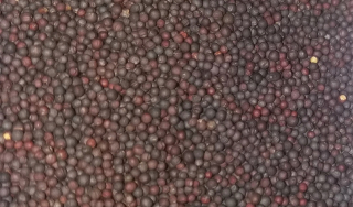 Semená na mačiatka Červené 250g supejec