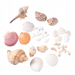 Prírodné seuzdro Interiér Dekorácie Shells Decoration