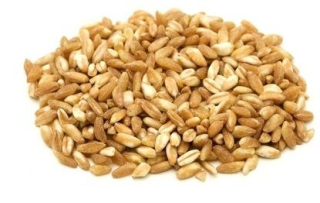 ČARODEJOVÉ (ZRNO) BIO (SUROVÝ MATERIÁL) (25 kg) 8 HORECA -