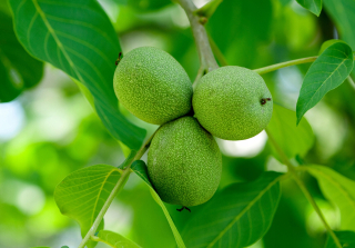 Orechy - Walnuts Green 1kg