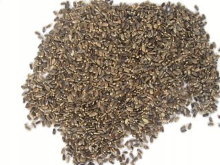 Zrná bodliaka mliečneho 25 kg