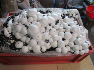 HUBY Mycelium 20 kg - pestovanie bielych húb