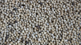 Pepper White Grain - 500g