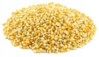 Popcorn (kukurica) bio (surovina) (25 kg)