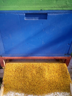 Bee Pollen, Kvetinová kolekcia 27.04.2021