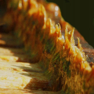Propolis Kit včely čerstvé z Żuław superfood