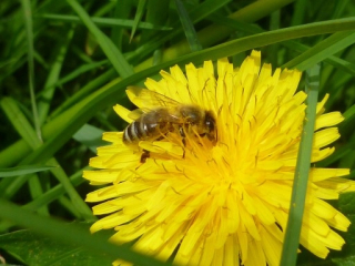 Bee kvetinové peľ 5kg 2020r. Warmia a Masuria
