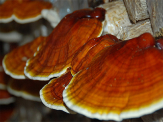 Reishi Mycelium na húb kolíky 100 ks.