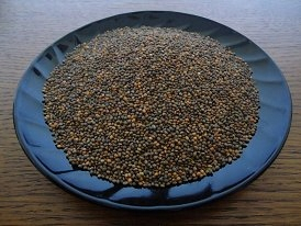 Rukola semená na klíčkoch 1000 g
