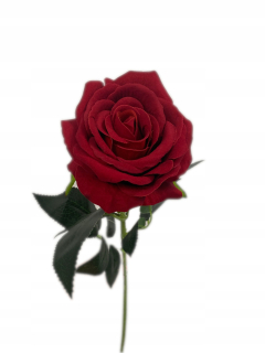 Darček na Valentína - Večný vzrástol 50 cm