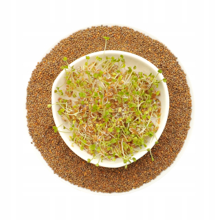 Rukola - semená pre klíčenie klíčkov - 500g