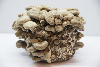 Shii-Vezmite Mycelium Huba Shiitake 3kg