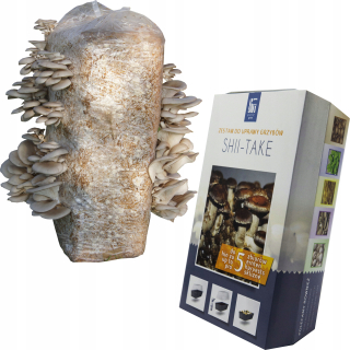 Shiitake + Boczniak Grzybnia Mushroom Shii-Take