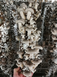 Shiitake Hardznik Japonský Shiteake Ready Substrát
