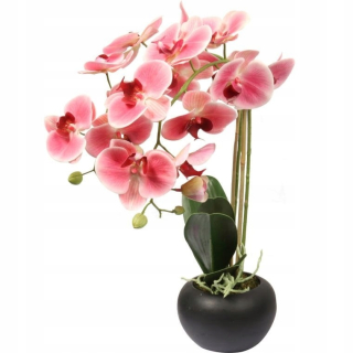 Znicz HK-53 Big Orchid s knihou White