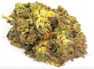 CBD - Susz CBD 20% konope amnézia CBD 20% 1G kvetín