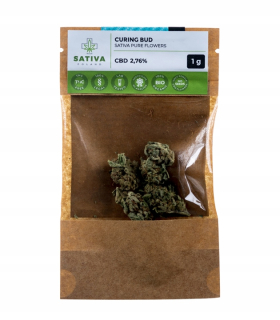 CBD - Sativa Poľsko vytvrdnutí Bud Drush CBD konopné semeno 1