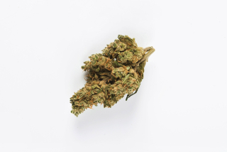 CBD - Sativa Poľsko Harlequin Susz CBD semien konope 2g