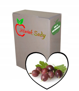 Red Goosebers Juice 100% 5L NFC