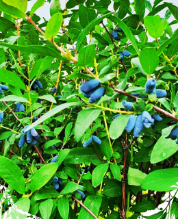 Šťava z Kamchary Berries 5 ks