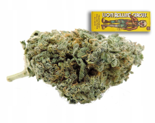 CBD - Susz CBD 5G SUPER SILVER HAZE 12% THC burinu