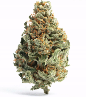 CBD - Susz CBD konope chocolope 1kg