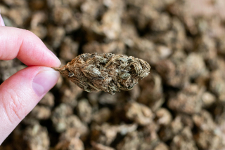 CBD - Susz CBD terapia 10g Najvyššia kvalita vysuší