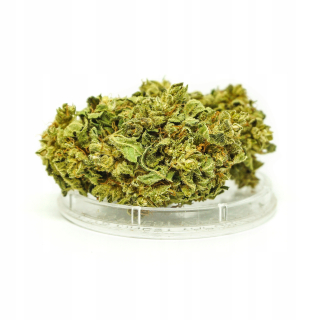 CBD - Susz Gorilla GLUE 4,7% CBD SATIVA Poľsko 2G