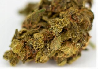 CBD - Konope sucho 12% CBD 2G Mango Haze Lollipop ZADARMO !!!