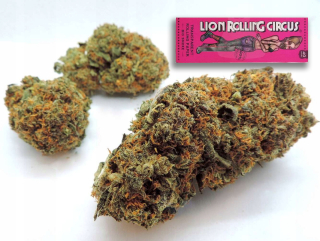 CBD - Hannepy CBD 5G sladké sušienky 8% Gratis