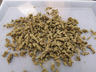 CBD - Konopný Sun CBD Lemon Kush 100g Veľkoobchod až 5%