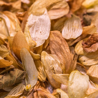 Hop kužele 250g