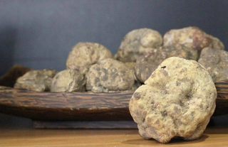 Biely hľuzovka, Tuber Magnatum Pico, Taliansko, 30g