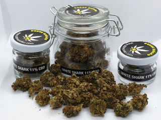 CBD - Biely žralok CBD 11% 5G Suston Konopi THC zadarmo
